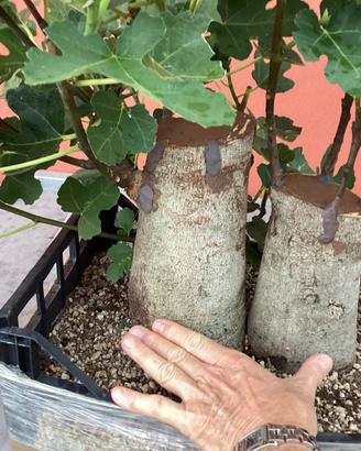 Pre Bonsai di ficusa carica