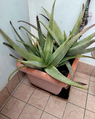Aloe Vera