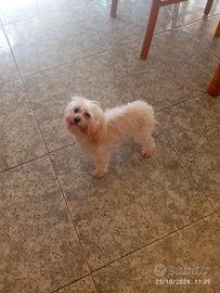cucciolo di maltipoo 