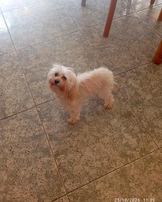 cucciolo di maltipoo 