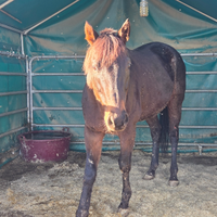 Castrone Purosangue inglese