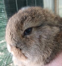 Conigli coniglietti Ariete x minilop