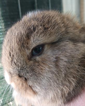 Conigli coniglietti Ariete x minilop