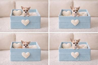 Chihuahua mini toy bianco / beige disponibile