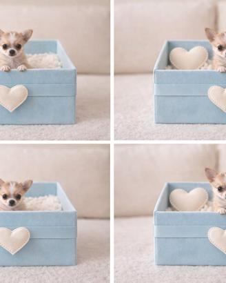 Chihuahua mini toy bianco / beige disponibile