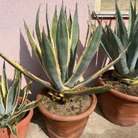 Agave variegata