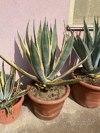 Agave variegata