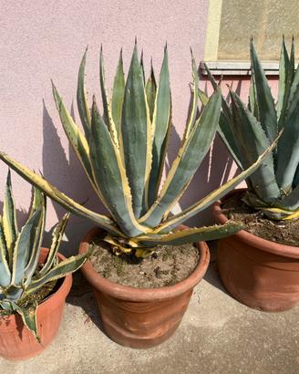 Agave variegata