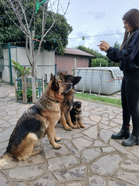 Cucciola pastore tedesco