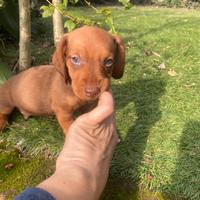 Cuccioli di bassotto nano