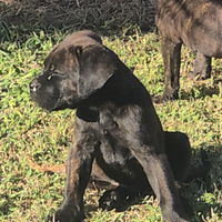 Cane Corso