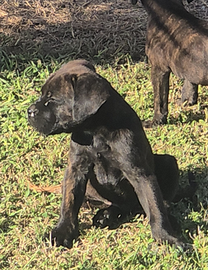 Cane Corso