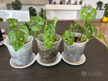Monstera Adansoni