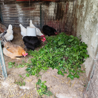 Galline ornamentali