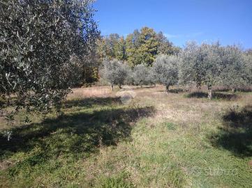 TER. AGRICOLO A VICO NEL LAZIO