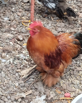 Gallo brahma