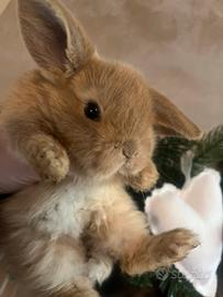 Conigli nani fulvi