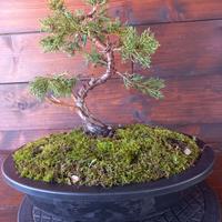 Bonsai di ginepro itoigawa