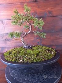 Bonsai di ginepro itoigawa