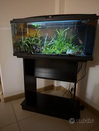 Acquario 70 litri  allestito pronto all’uso