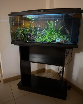 Acquario 70 litri  allestito pronto all’uso