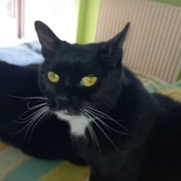 Due meravigliose gatte nere, mamma e figlia
