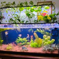 acquario 240l completo 