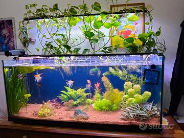 acquario 240l completo 