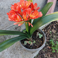 Clivia è una splendida pianta sempre verde