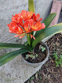 Clivia è una splendida pianta sempre verde
