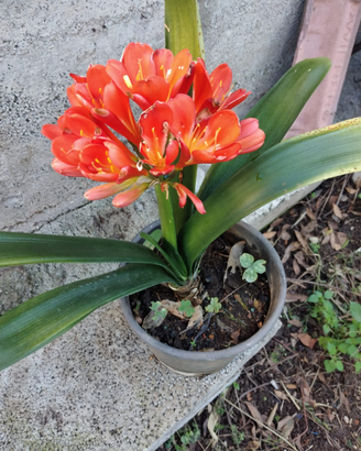 Clivia è una splendida pianta sempre verde