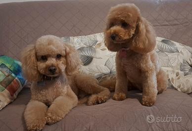 Barboncini in arrivo