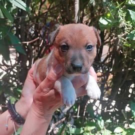 Cuccioli jack russell