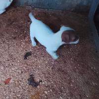 Cucciola di jack Russel