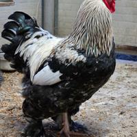 Gallo brahma