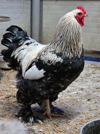 Gallo brahma