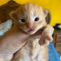 Cuccioli maschi di gatto siberiano