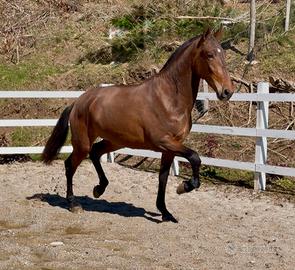 Cavalla andalusa spagnola