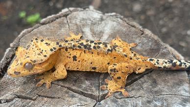 Geco Ciliatus/ Crestato Maschio