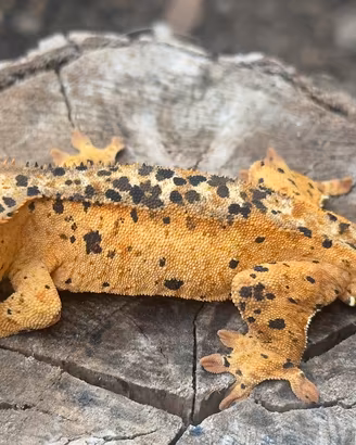 Geco Ciliatus/ Crestato Maschio
