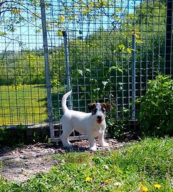 Jack Russell terrier