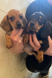 Bassotto nano tedesco