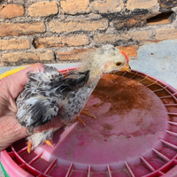 Pulcini vari