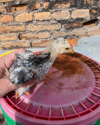 Pulcini vari