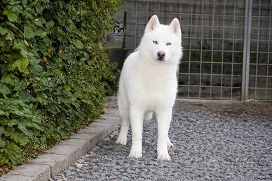 Siberian Husky Total White 12mesi alta genealogia