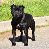 Staffordshire bull terrier