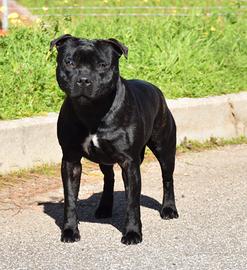 Staffordshire bull terrier