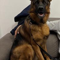 Pastore Tedesco disponibile Per Accoppiamento