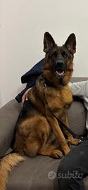 Pastore Tedesco disponibile Per Accoppiamento
