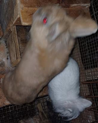 Conigli nani tris